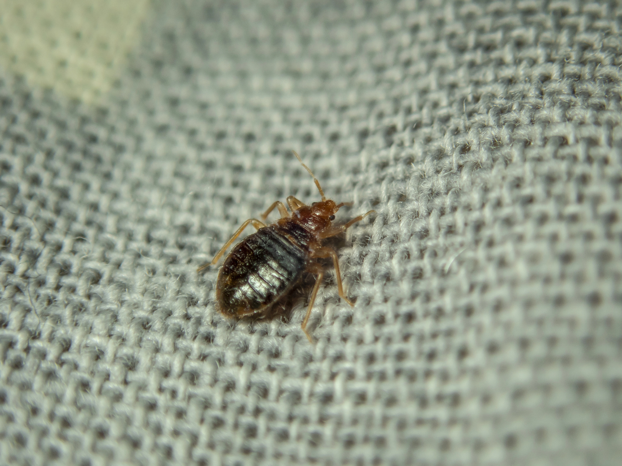 Bed Bugs in Arkansas: What Do Bed Bug Bites Look Like?