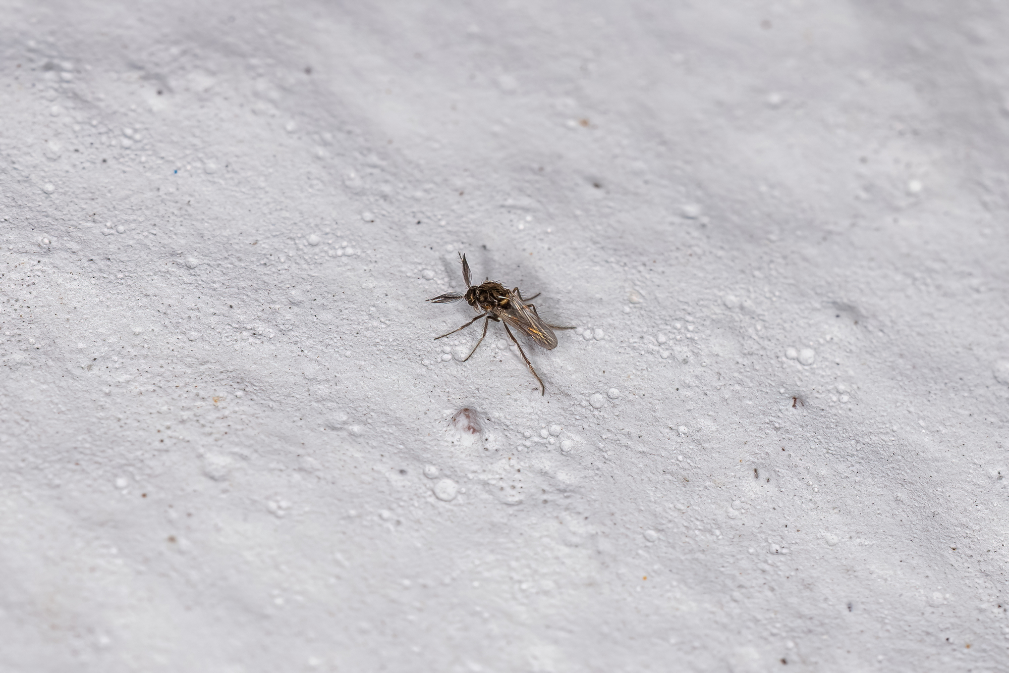 Adult Biting Midge of the Family Ceratopogonidae