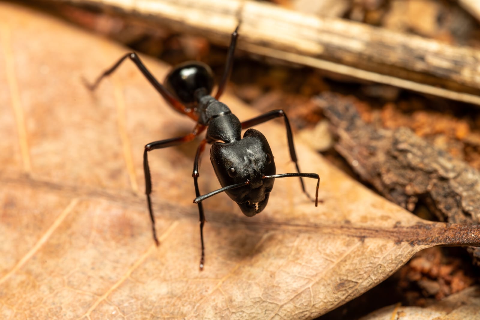 Types of Ants in Arkansas | Nature Guard Pest & Lawn
