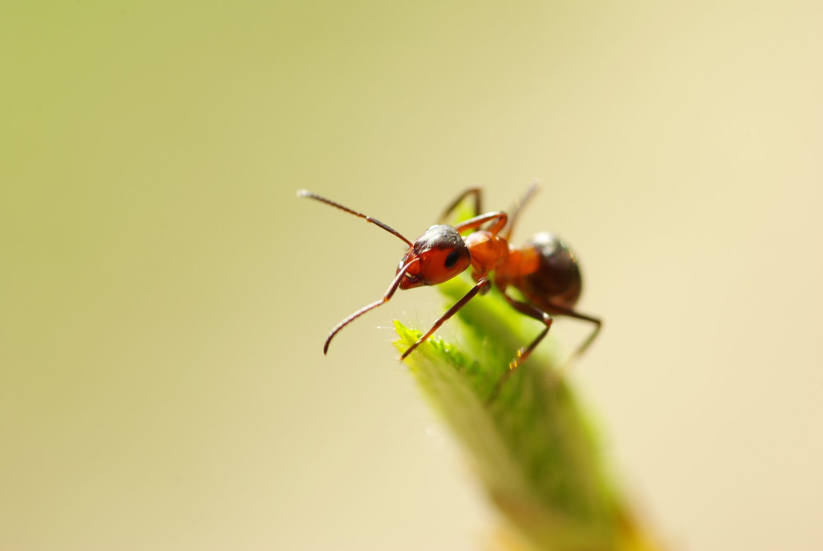 Termites vs Ants in Arkansas: How to Spot the Difference