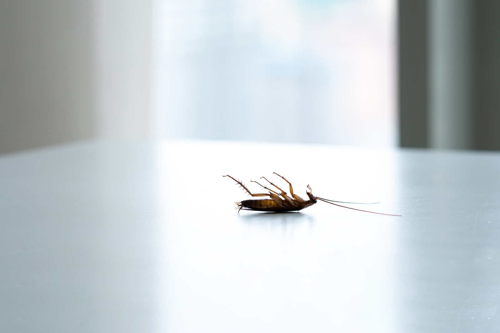 Bugs That Look Like Cockroaches in Arkansas
