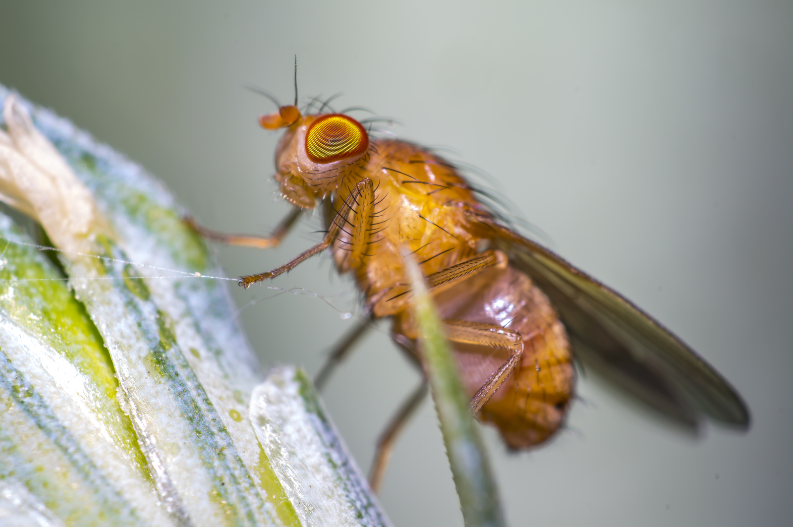 Do Fruit Flies Bite? Arkansas Pest Control Tips from Nature Guard
