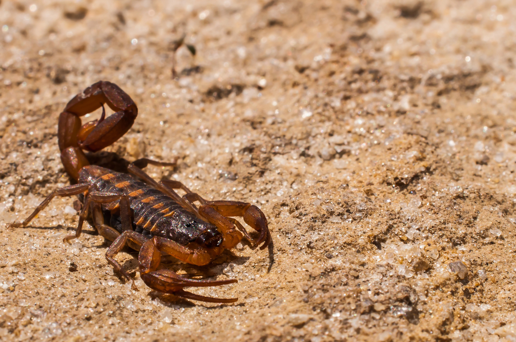 Scorpion in House? What Arkansas Residents Should Do