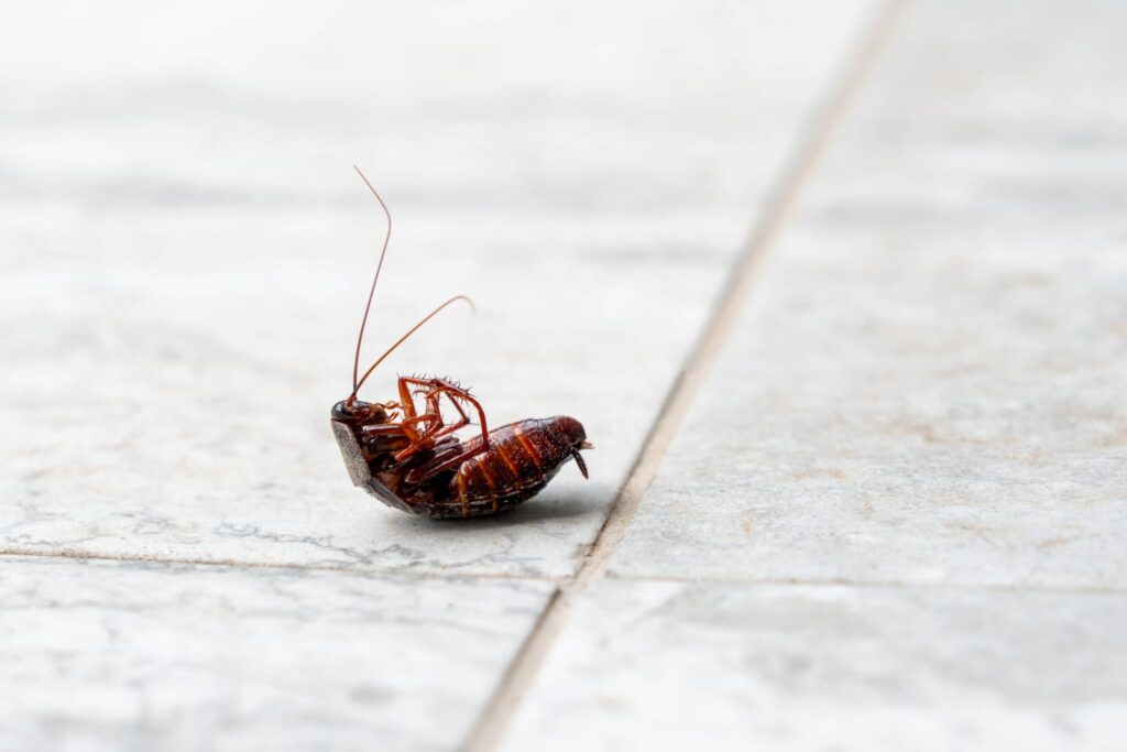 seasonal pests in arkansas homeowner guide | nature guard