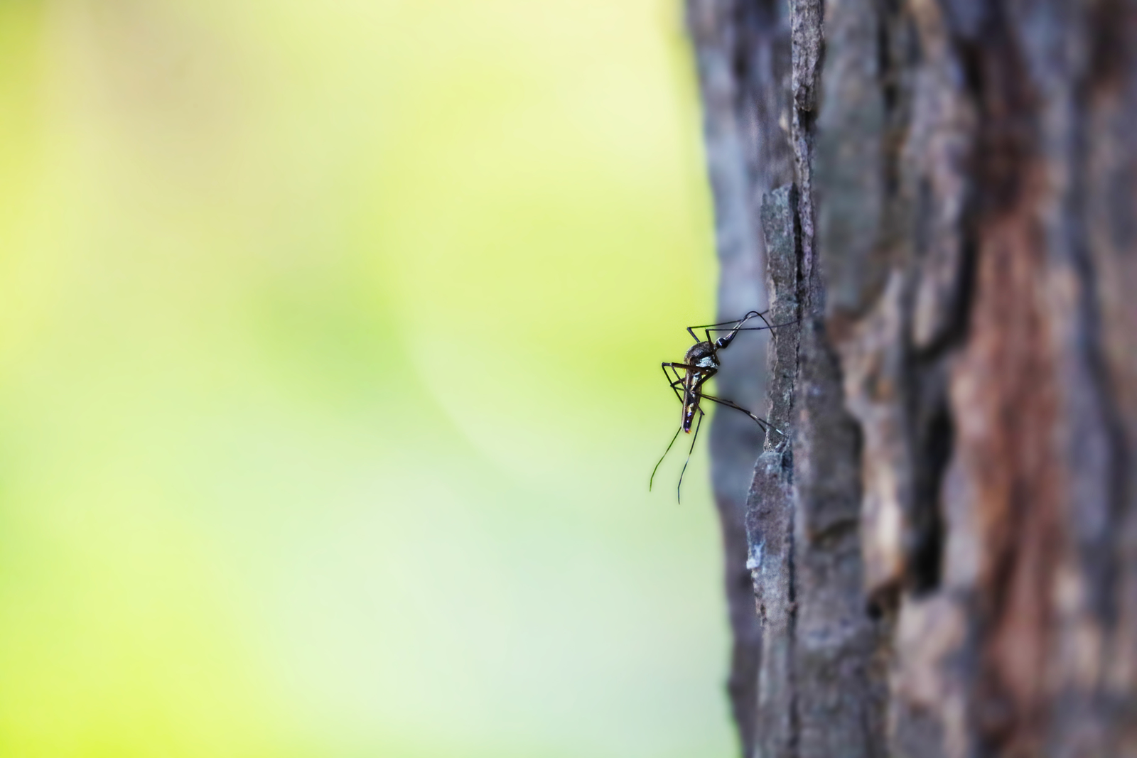 Best Pest Control Company Bentonville AR | Nature Guard