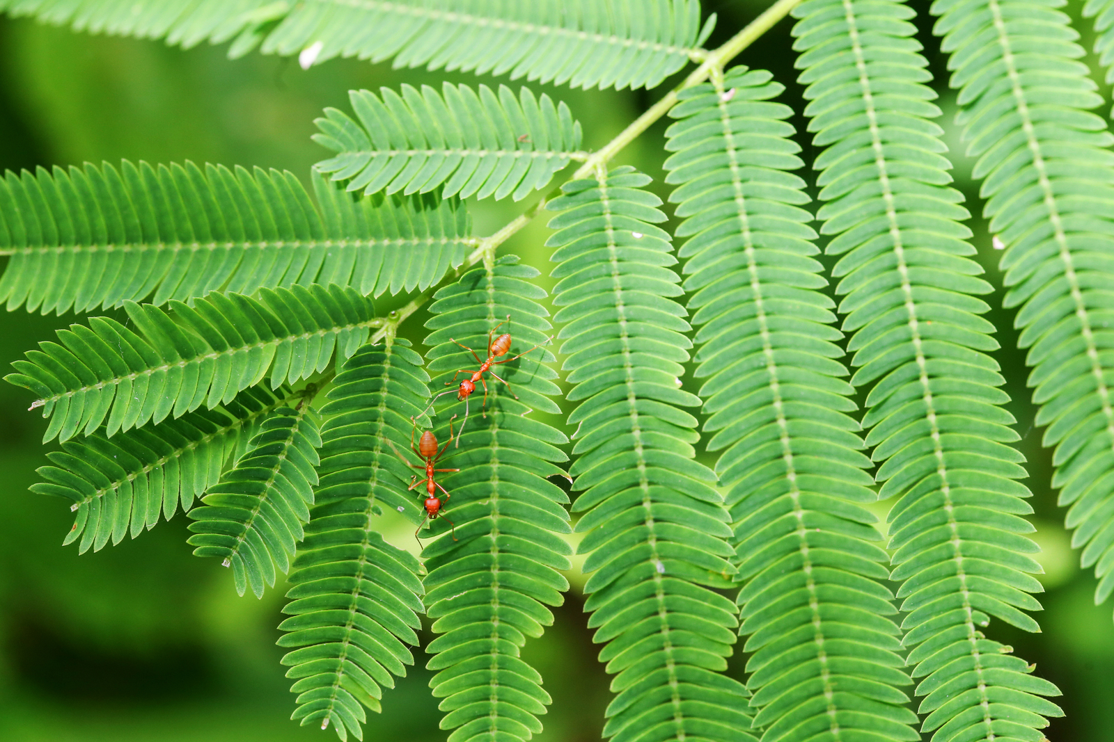 How to Get Rid of Fire Ants in Arkansas Yards | Nature Guard