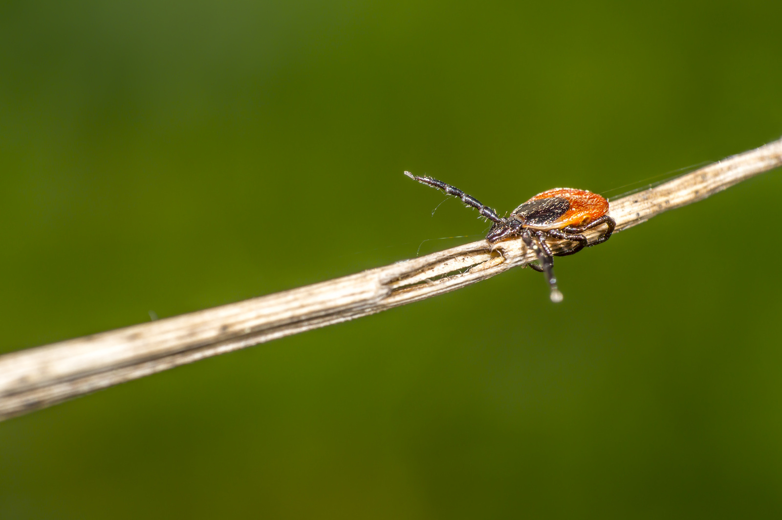 Ticks in Arkansas | Nature Guard Pest & Lawn