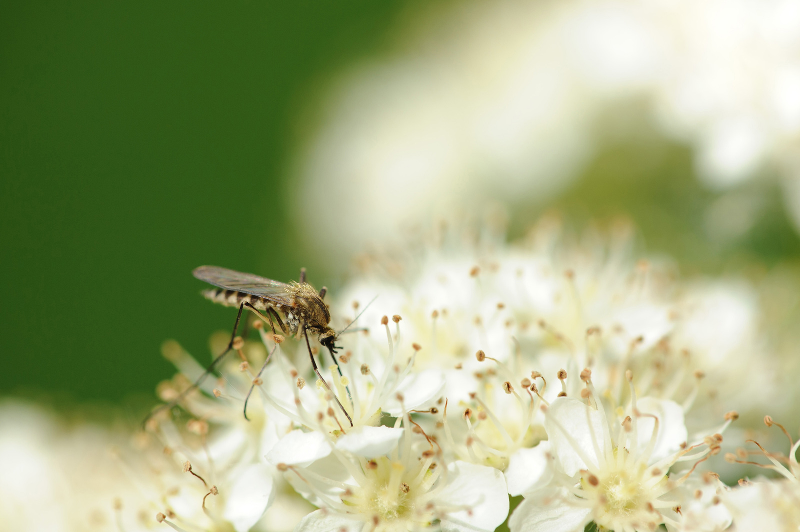 what attracts mosquitoes to arkansas yards | nature guard