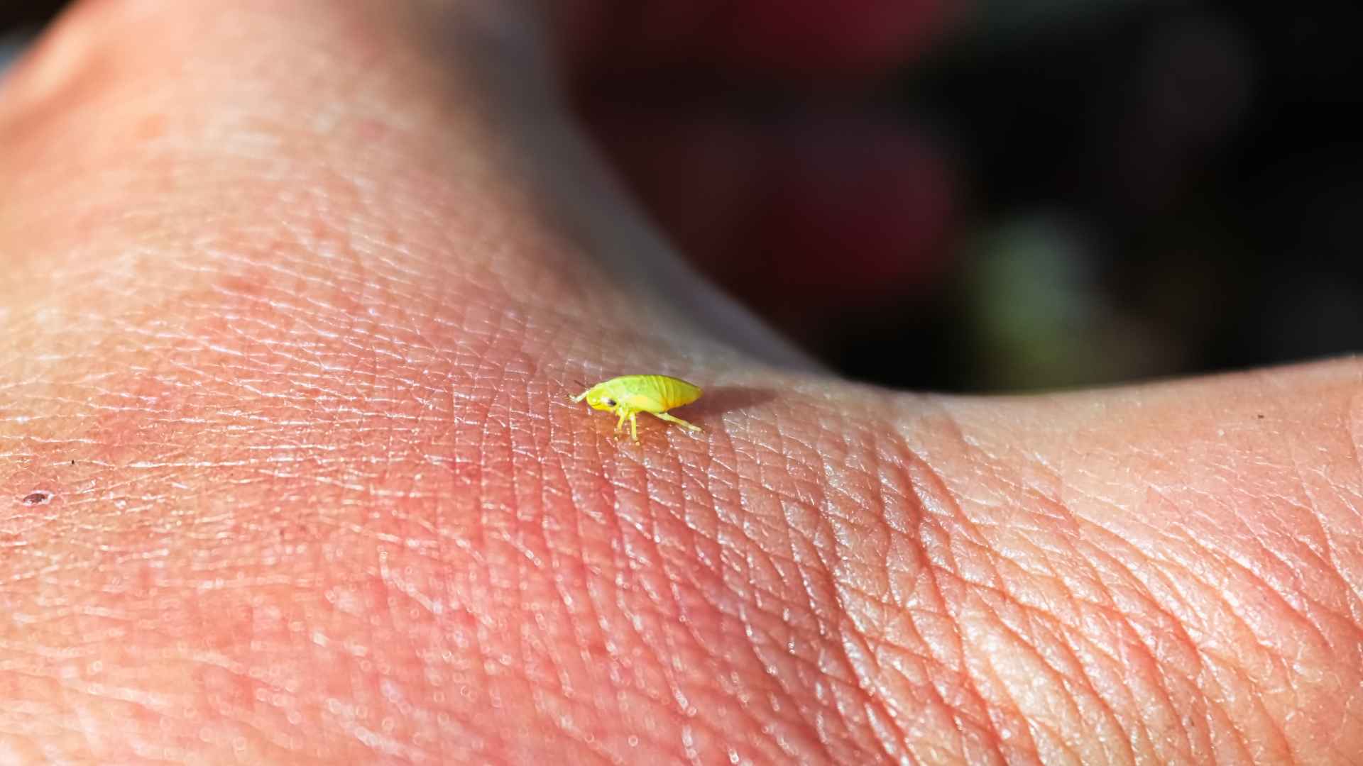 what are these tiny bugs in my arkansas house a homeowner identification guide