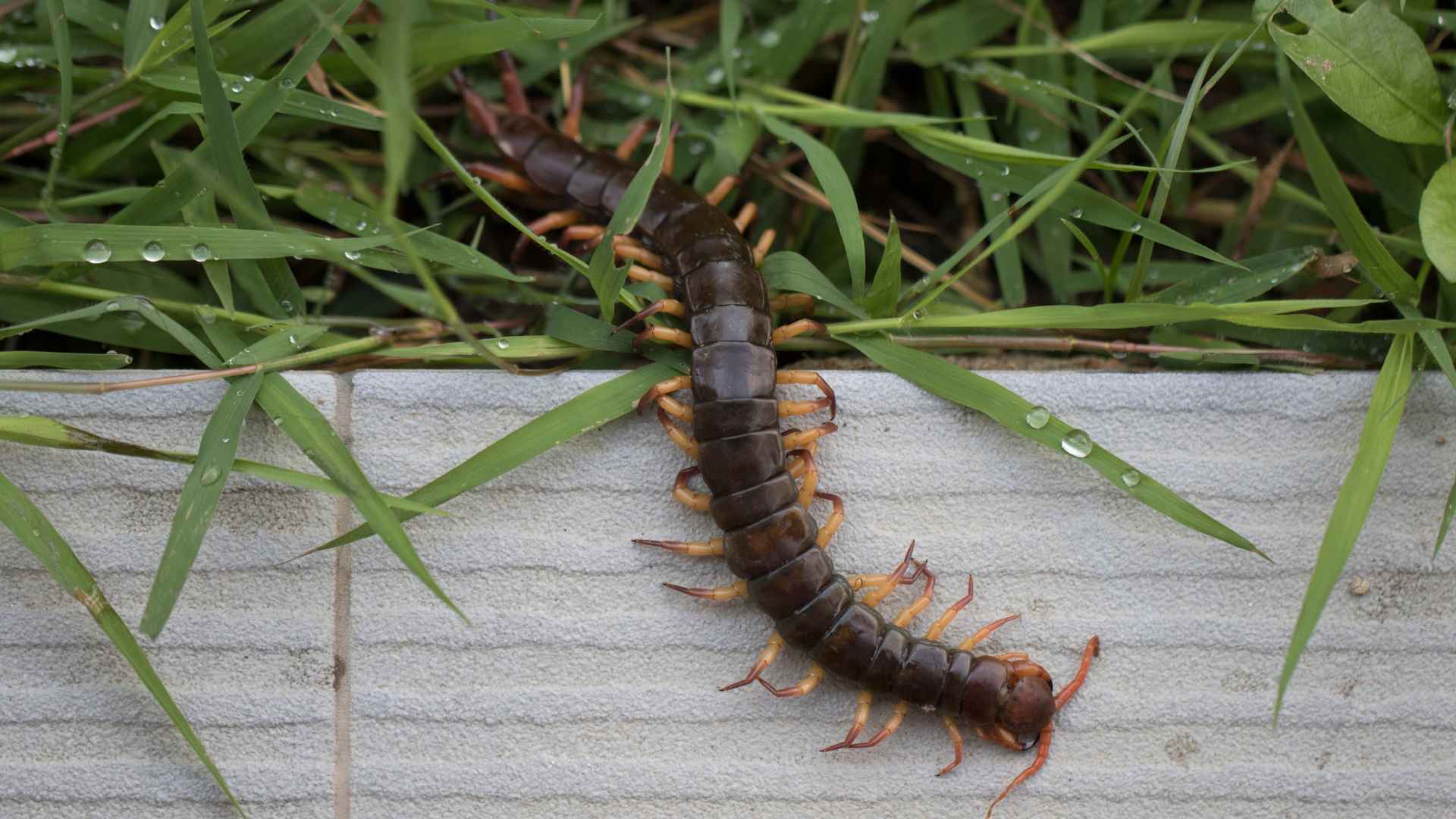 why are centipedes in my arkansas home what their presence could mean