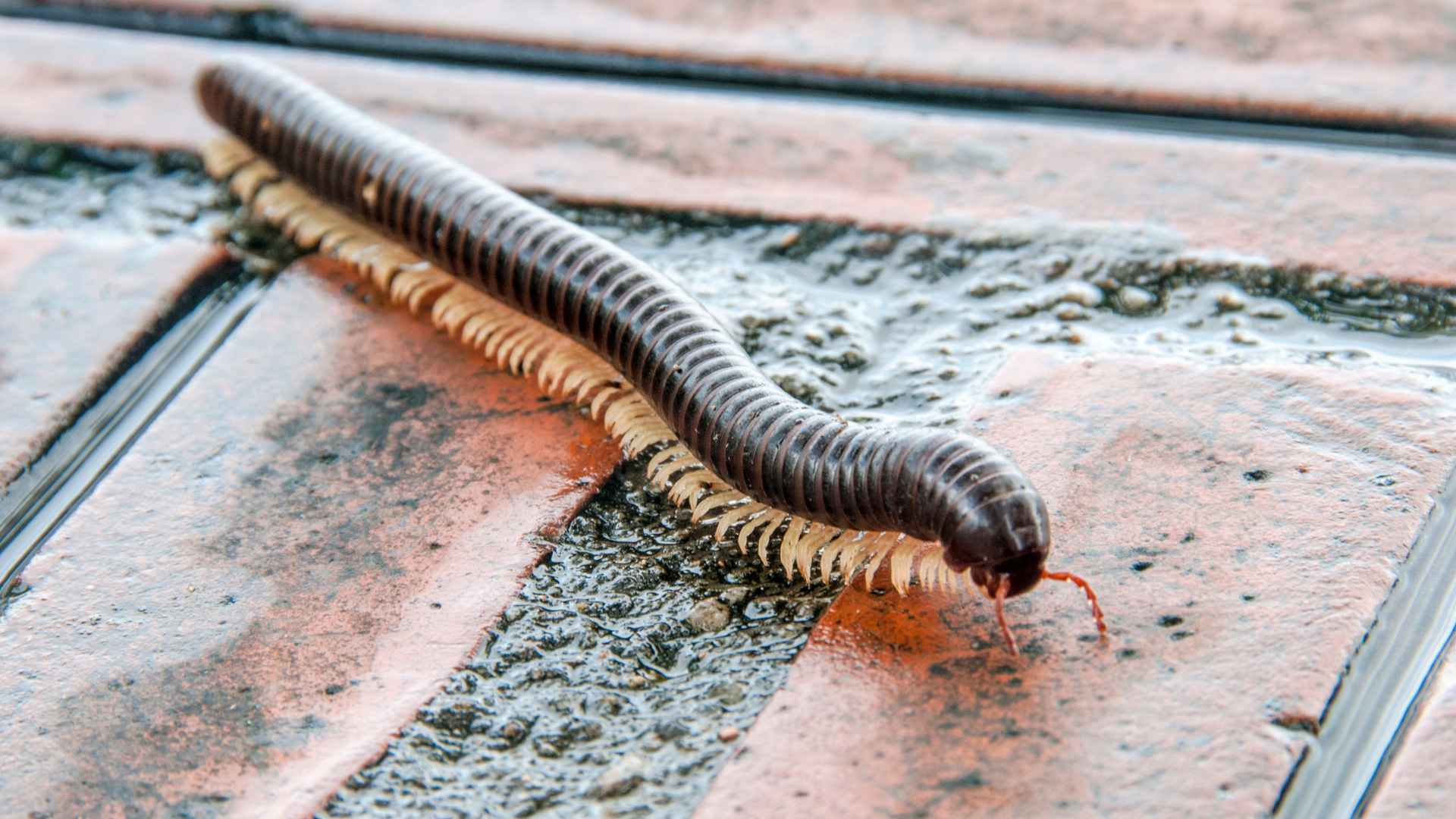 why are millipedes coming into my arkansas home