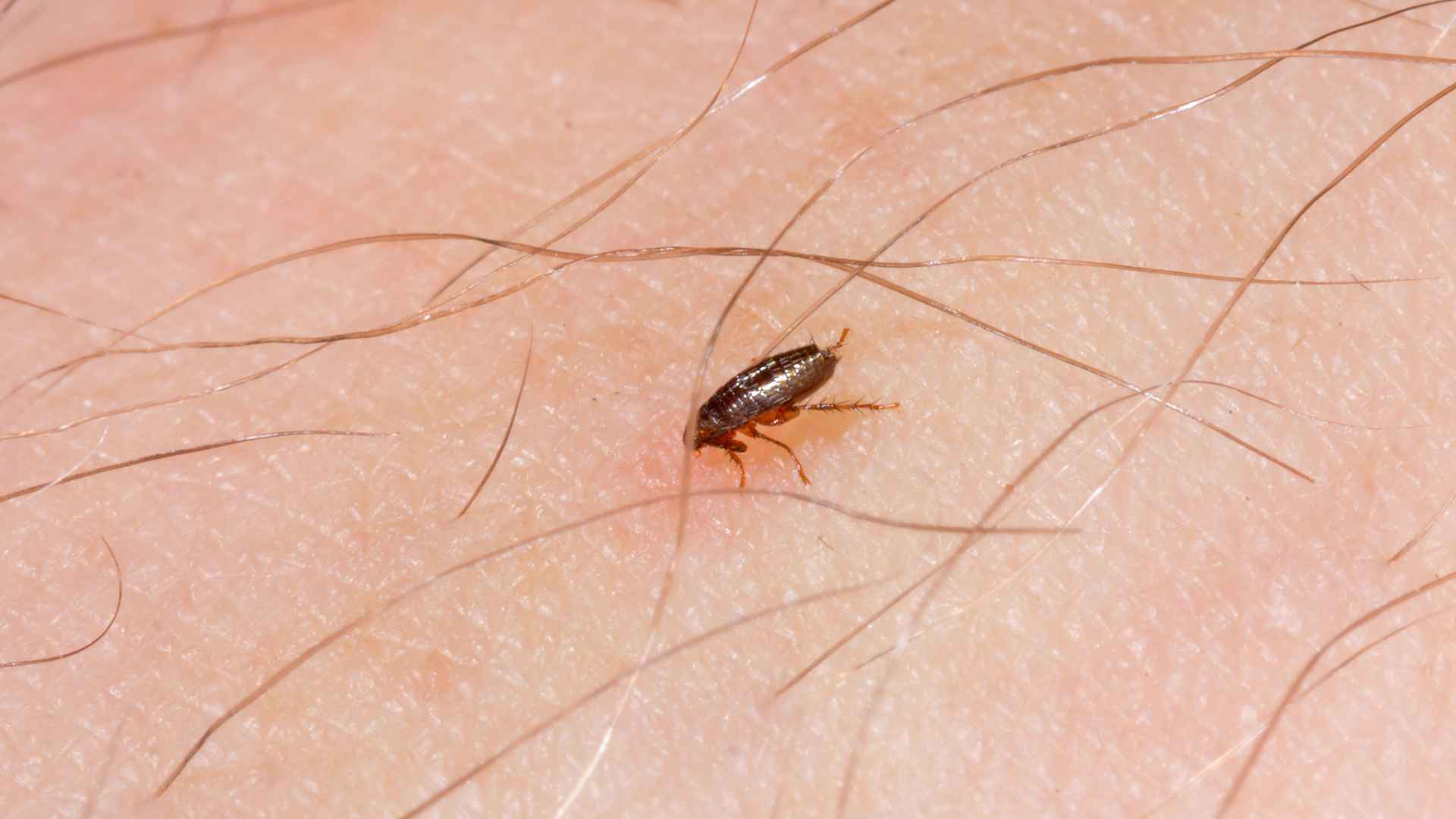 why do i have fleas in my arkansas house if i dont have pets